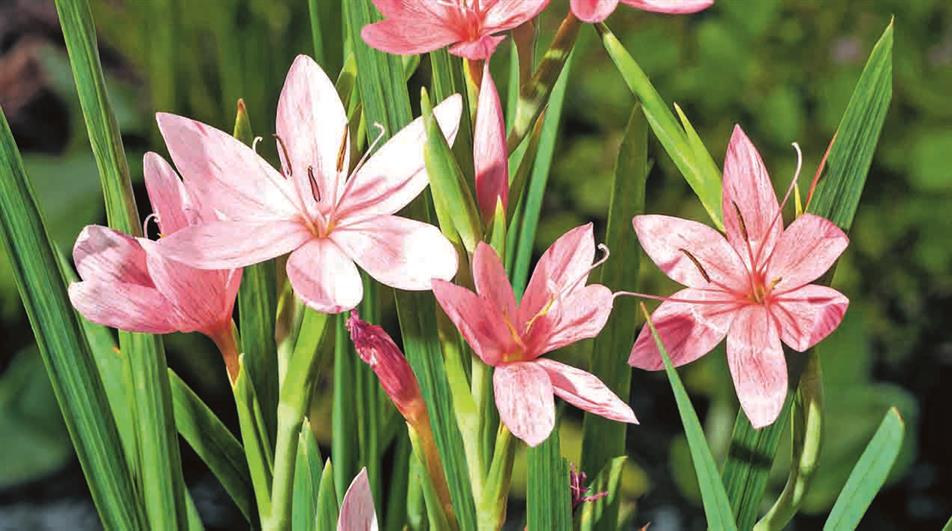 Hesperantha